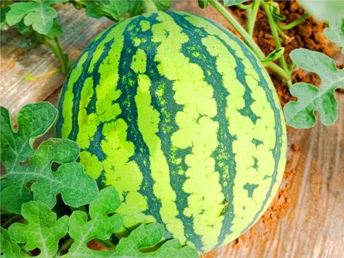 399su吃瓜网,网络舆论场的新势力崛起