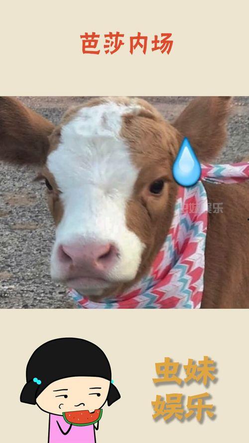 抖音娱乐吃瓜君是谁,娱乐吃瓜君的崛起之路